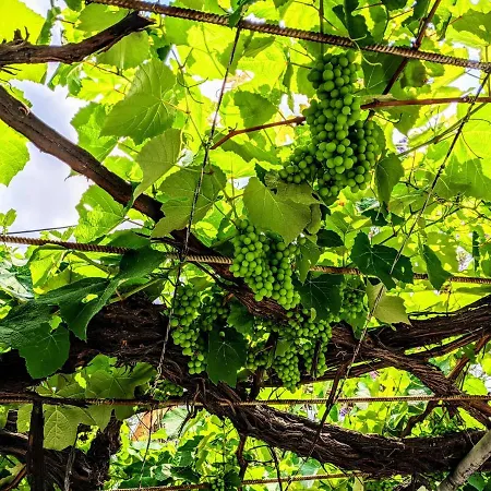 House With Garden In Of Rhodes *