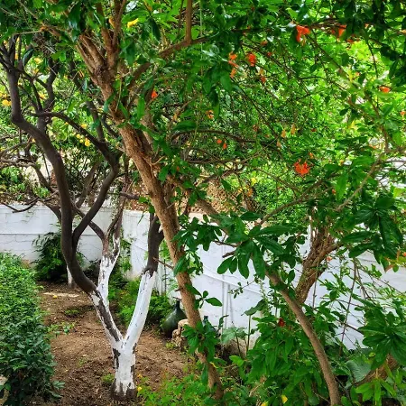 House With Garden In Of Rhodes Vakantiehuis *